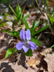 Viola sieheana