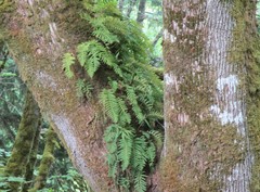 Polypodium glycyrrhiza