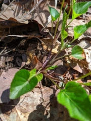 Viola sieheana