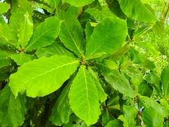 Magnoliopsida