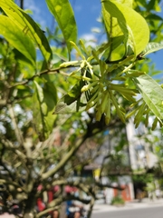 Cestrum nocturnum