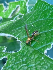 Polybia fastidiosuscula