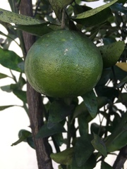 Citrus deliciosa