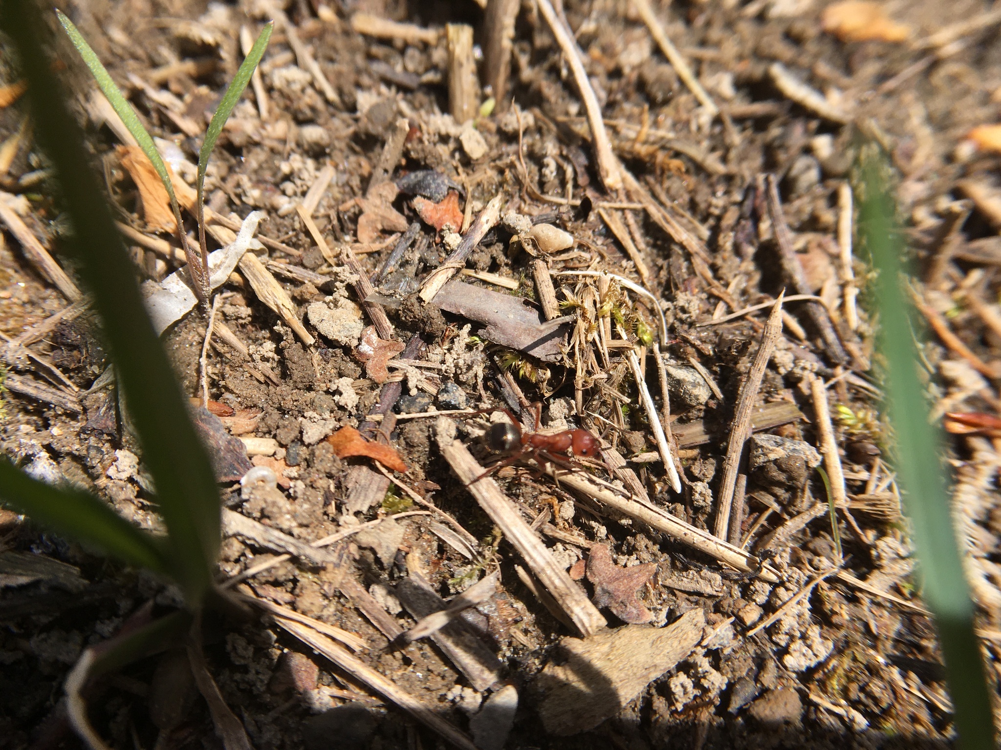 Formica aserva