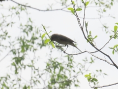 Phylloscopus collybita