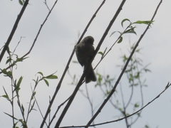 Phylloscopus collybita