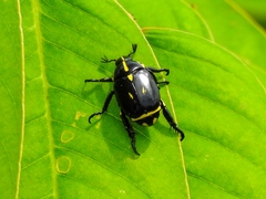 Rutela