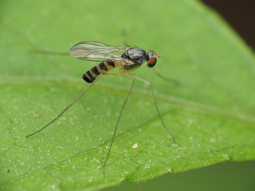 Neurigona deformis