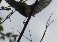 Phylloscopus collybita