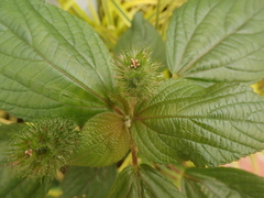 Acalypha alopecuroidea