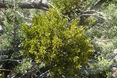 Phoradendron bolleanum densum