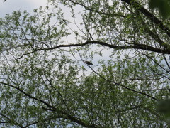 Phylloscopus collybita