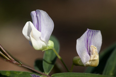 Lathyrus arizonicus