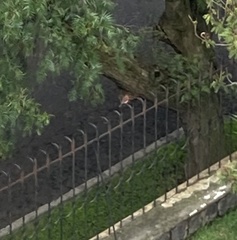 Pyrocephalus rubinus