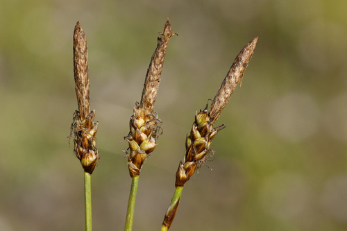 grassyslope sedge (Carex oreocharis)