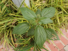 Acalypha alopecuroidea