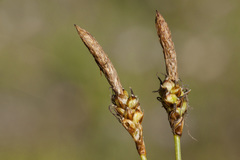 Carex oreocharis