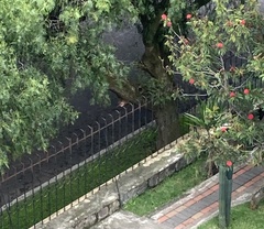 Pyrocephalus rubinus