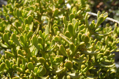 Phoradendron bolleanum densum