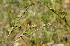 Cyperus sphaerolepis