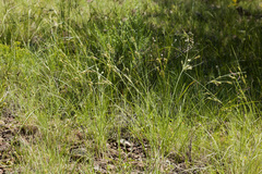 Cyperus sphaerolepis