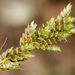 Cyperus sphaerolepis - Photo Sem direitos reservados