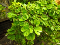 Angiospermae