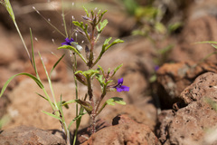 Schistophragma intermedium