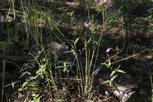 Pinos Altos Mountain bean (Phaseolus parvulus)