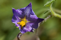 Solanum stoloniferum