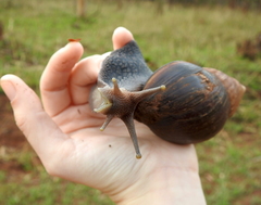 Lissachatina glutinosa