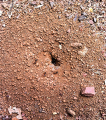 Formica subpolita