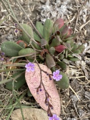 Limonium ramosissimum