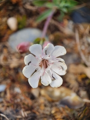 Silene uniflora