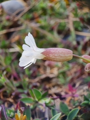 Silene uniflora