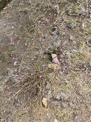 Limonium ramosissimum