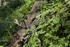 Solanum stoloniferum