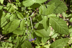 Solanum stoloniferum