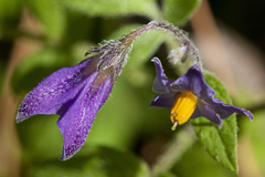 Solanum stoloniferum