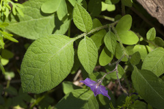 Solanum stoloniferum
