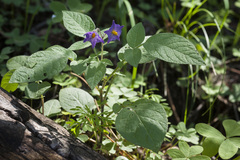 Solanum stoloniferum