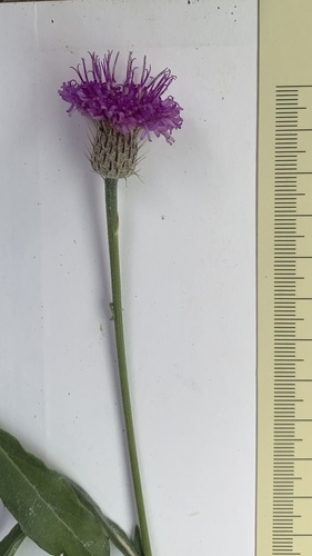 Vernoniastrum latifolium image