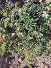 Acaciella