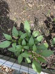 Capsicum annuum annuum