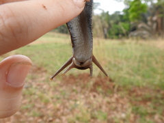 Lissachatina glutinosa