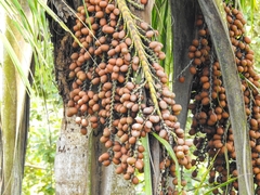 Mauritia flexuosa