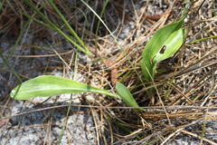 Carphephorus odoratissimus