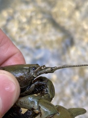 Cambarus carinirostris