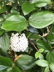 Viburnum × burkwoodii