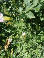 Asystasia gangetica